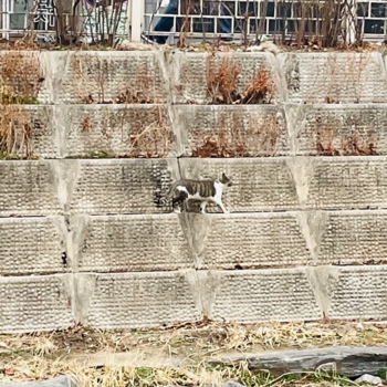 성북천을 산책하는 고양이.jpg