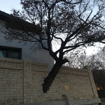 190304_나무와 벽_김효진.jpg