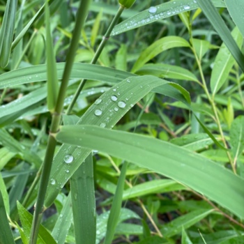 비 오는 날, 풀에 맺혀 있는 물방울