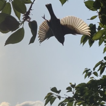 벚나무에서 비상하는 새의 날개와 부리