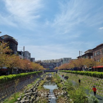 다리 위에서 바라본 성북천의 봄 - 4월 초