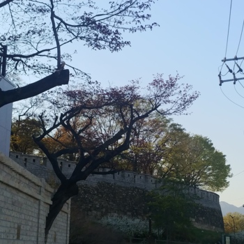 190415_나무를 피해 지은 담_김예은.jpg